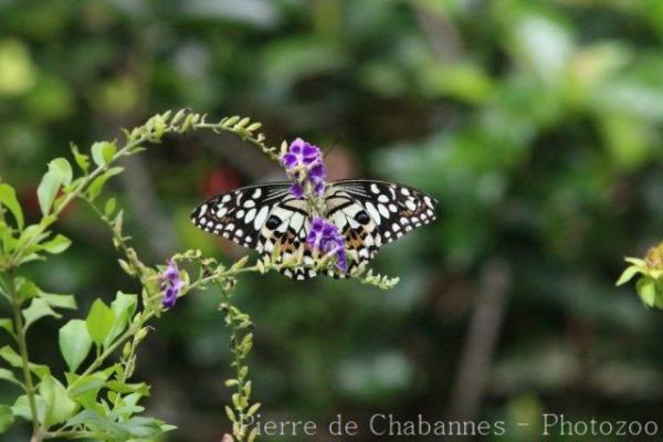 Lime butterfly