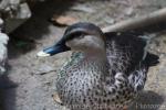 Indian spot-billed duck