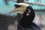 Oriental pied hornbill