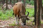 Burmese banteng