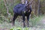 Indochinese serow