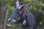 Indochinese serow