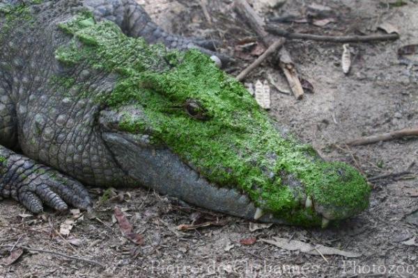 Siamese crocodile