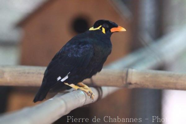 Common hill Myna