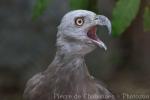 Grey-headed fish-eagle