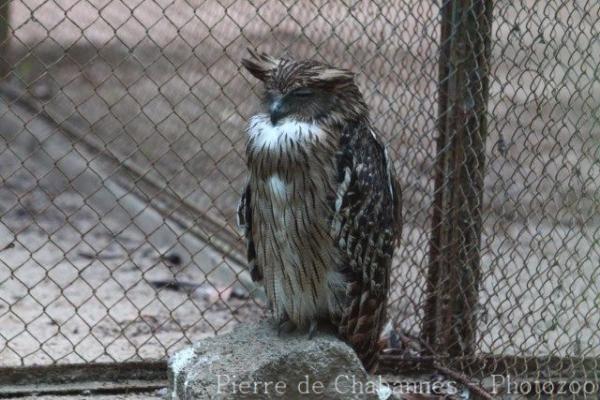 Brown fish-owl