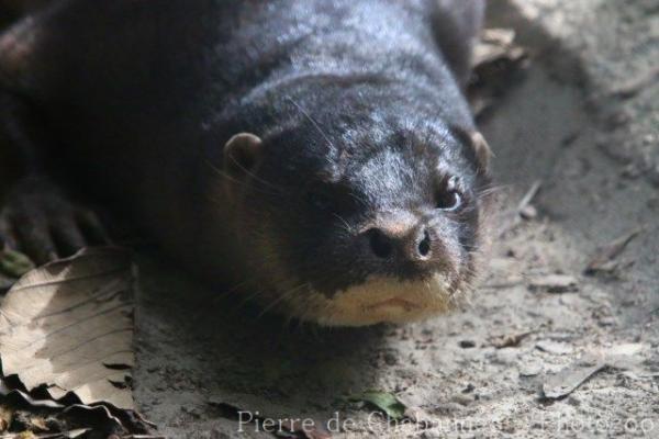 Hairy-nosed otter