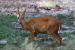 Northern red muntjac