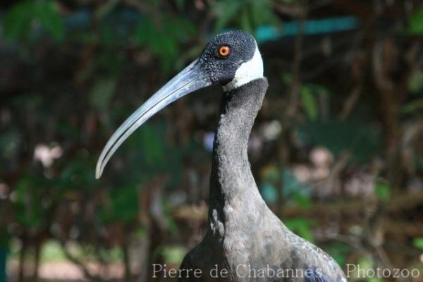 White-shouldered ibis