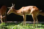 Siamese brow-antlered deer