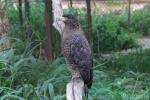 Crested serpent-eagle