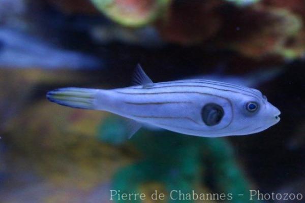 Narrow-lined puffer