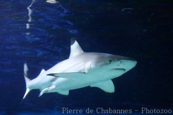 Blacktip reef shark