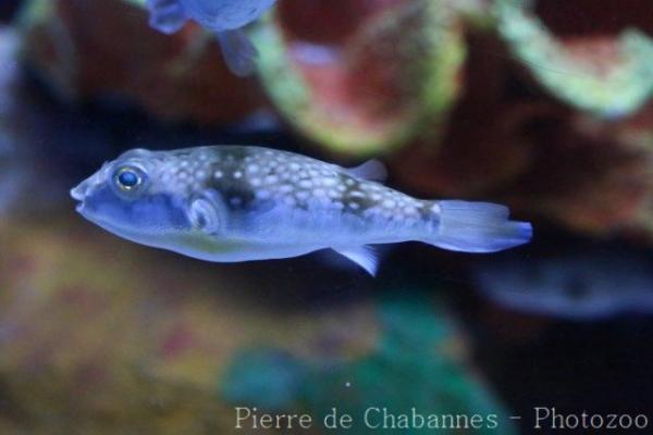 Milkspotted puffer