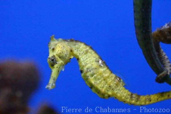 Spotted seahorse