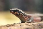 Haitian curlytail lizard