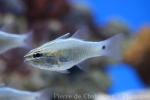 Hartzfeld's cardinalfish