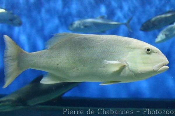 Chinamanfish