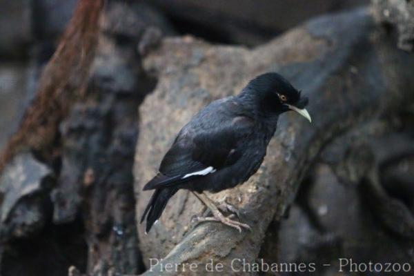 Crested myna