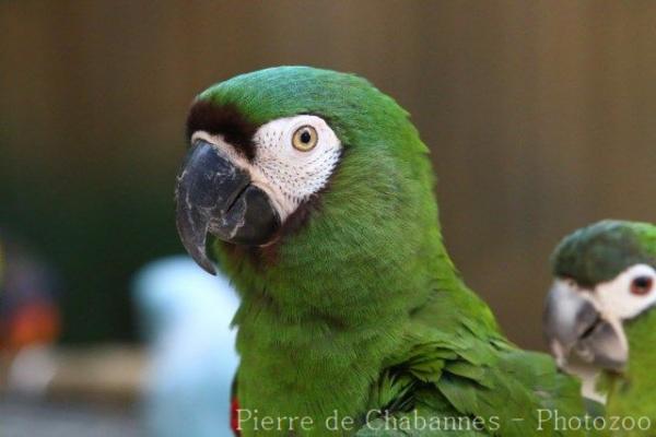 Chestnut-fronted macaw