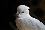 Philippine cockatoo