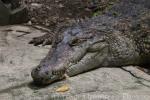 Philippine crocodile