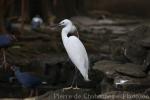 Little egret