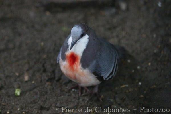 Luzon bleeding-heart