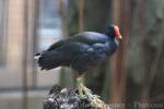 Common moorhen