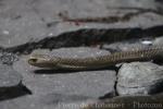 Philippine cobra