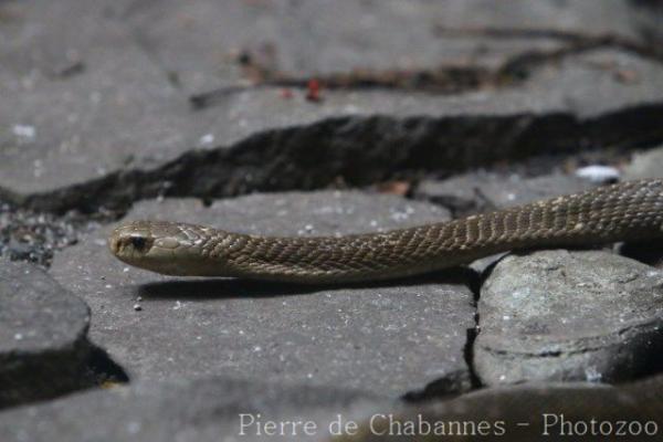 Philippine cobra