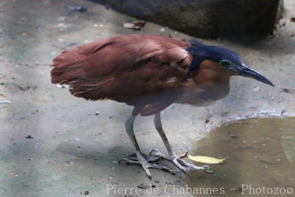 Rufous night-heron