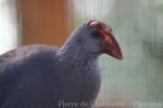 Philippine swamphen