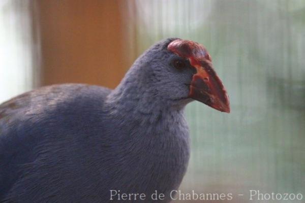 Philippine swamphen