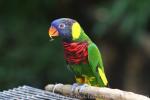 Coconut lorikeet