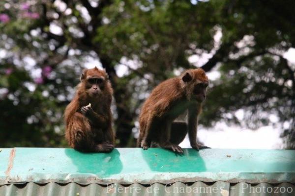 Philippine long-tailed macaque