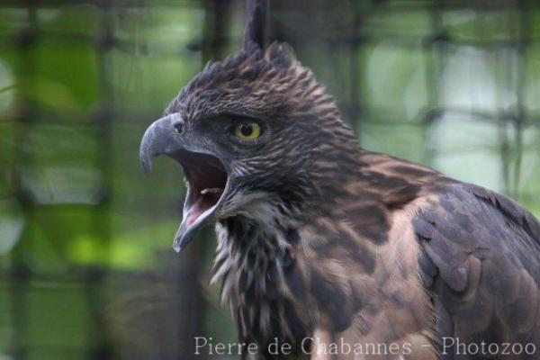 South Philippine hawk-eagle