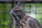 South Philippine hawk-eagle