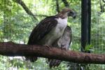 Philippine eagle