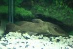 Doublescute giraffe catfish