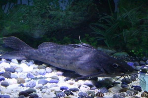 Marbled catfish