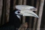 Palawan hornbill