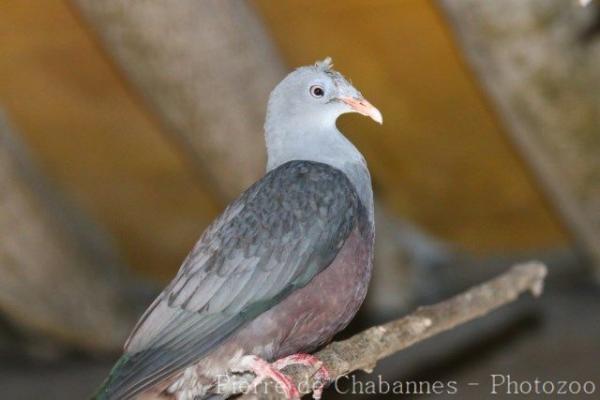 Spotted imperial-pigeon