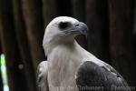 White-bellied sea-eagle