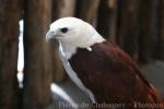 Brahminy kite