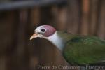 Yellow-breasted Fruit-dove