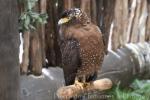 Philippine serpent-eagle