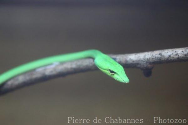 Asian vine snake