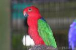 Moluccan king-parrot