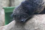 Palawan binturong